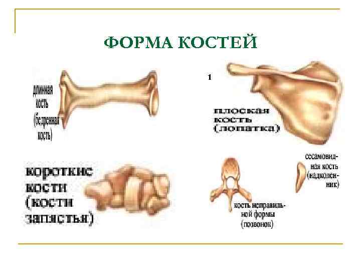 ФОРМА КОСТЕЙ 