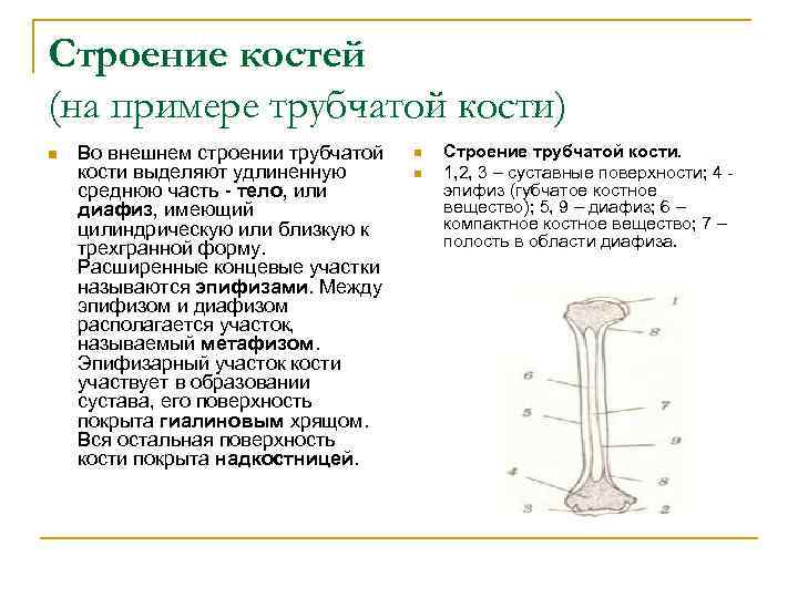 Строение костей (на примере трубчатой кости) n Во внешнем строении трубчатой кости выделяют удлиненную