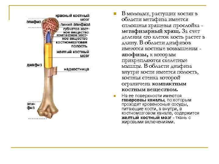 n В молодых, растущих костях в области метафиза имеется сплошная хрящевая прослойка метафизарный хрящ.