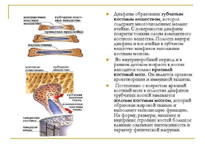 n n n Диафизы образованы губчатым костным веществом, которое содержит многочисленные мелкие ячейки. С