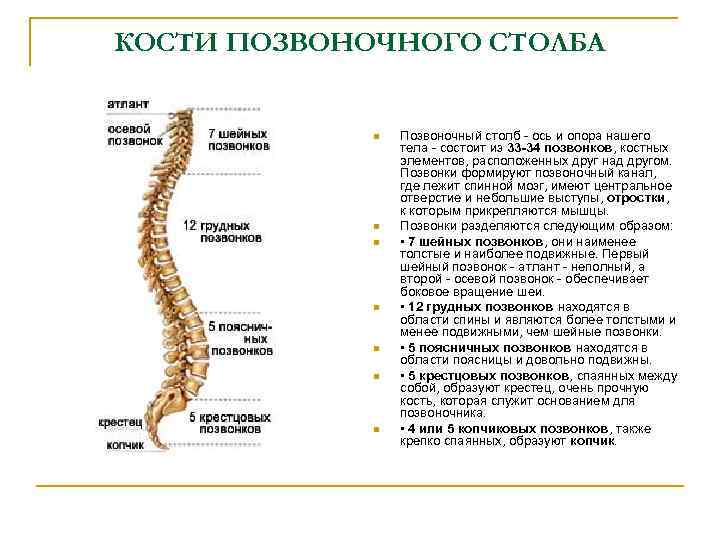 КОСТИ ПОЗВОНОЧНОГО СТОЛБА n n n n Позвоночный столб ось и опора нашего тела