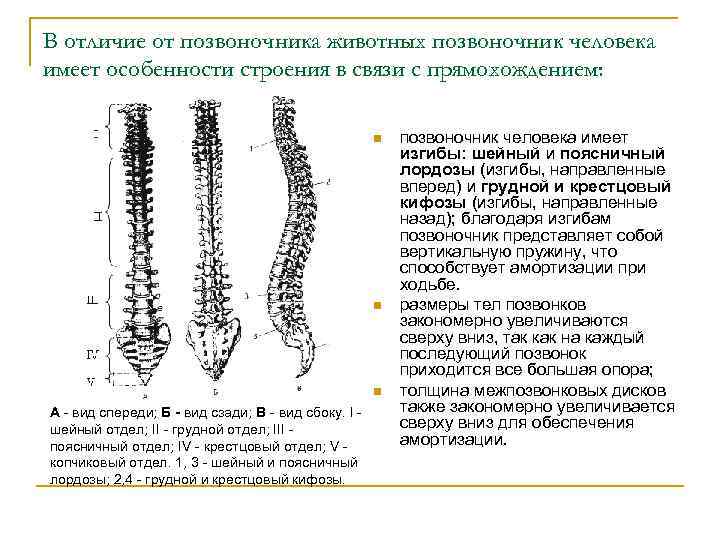 В отличие от позвоночника животных позвоночник человека имеет особенности строения в связи с прямохождением: