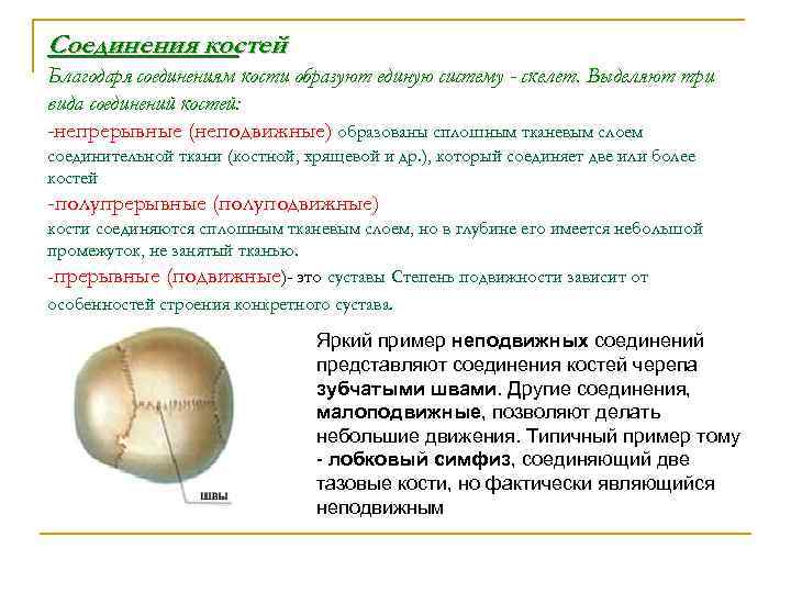 Соединения костей Благодаря соединениям кости образуют единую систему - скелет. Выделяют три вида соединений