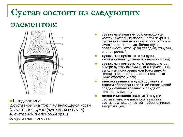 Сустав состоит из следующих элементов: n n n 1. надкостница 2. суставной участок сочленяющейся