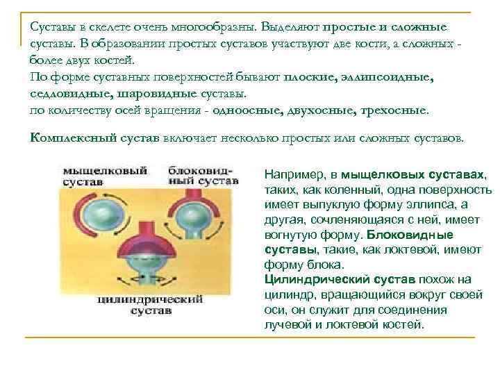 Суставы в скелете очень многообразны. Выделяют простые и сложные суставы. В образовании простых суставов