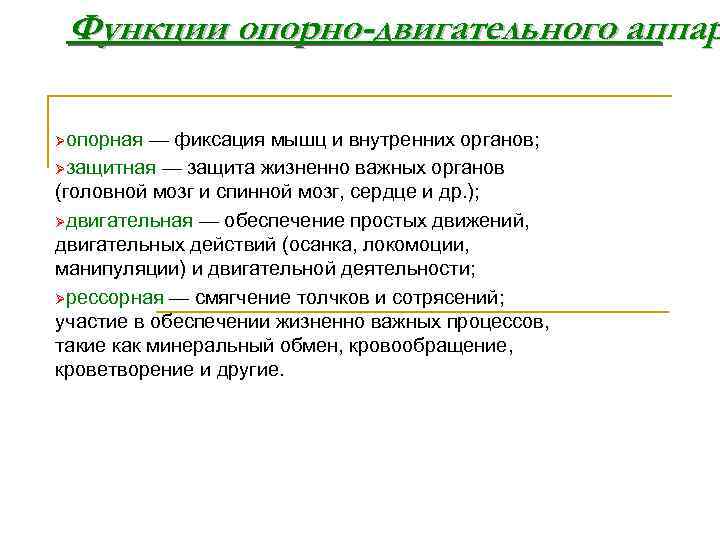 Функции опорно-двигательного аппар Øопорная — фиксация мышц и внутренних органов; Øзащитная — защита жизненно