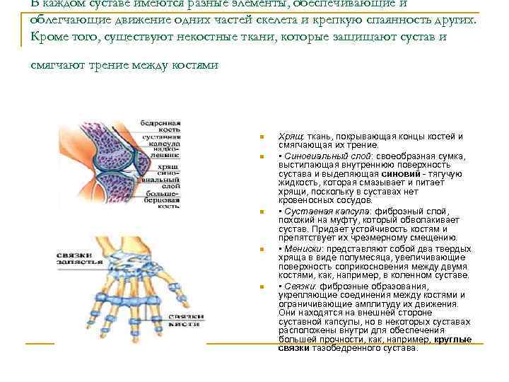 В каждом суставе имеются разные элементы, обеспечивающие и облегчающие движение одних частей скелета и