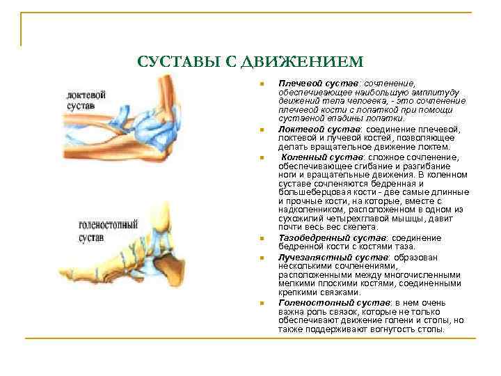 СУСТАВЫ С ДВИЖЕНИЕМ n n n Плечевой сустав: сочленение, обеспечивающее наибольшую амплитуду движений тела