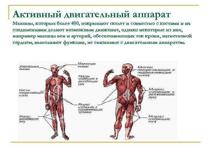 Активный двигательный аппарат Мышцы, которых более 400, покрывают скелет и совместно с костями и