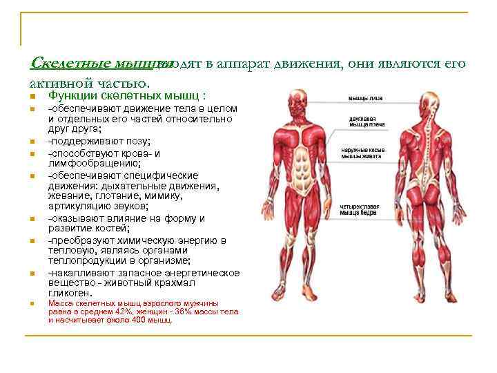 Скелетные мышцы входят в аппарат движения, они являются его активной частью. n n n