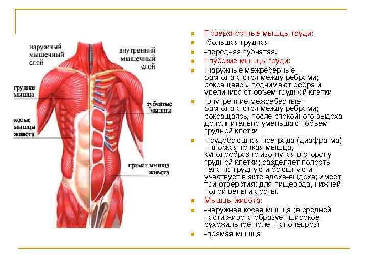 n n n n n Поверхностные мышцы груди: большая грудная передняя зубчатая. Глубокие мышцы