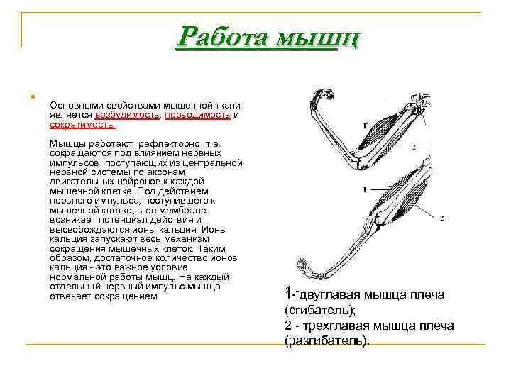 Работа мышц n Основными свойствами мышечной ткани является возбудимость, проводимость и сократимость. Мышцы работают