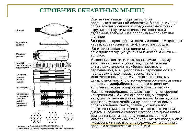 СТРОЕНИЕ СКЕЛЕТНЫХ МЫШЦ n n n Скелетные мышцы покрыты толстой соединительнотканной оболочкой. В толще