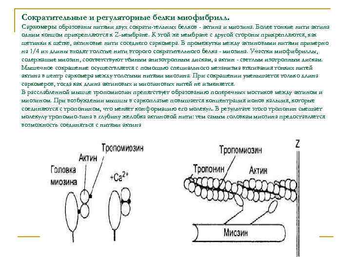 Сократительные и регуляторные белки миофибрилл. Саркомеры образованы нитями двух сократи тельных белков - актина