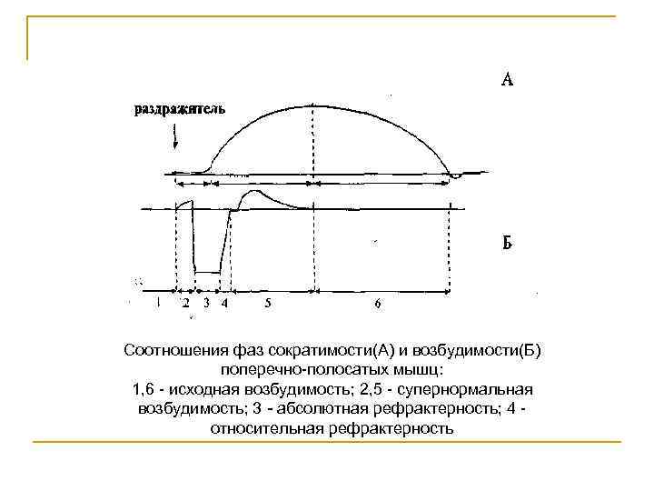 Соотношения фаз сократимости(А) и возбудимости(Б) поперечно полосатых мышц: 1, 6 исходная возбудимость; 2, 5