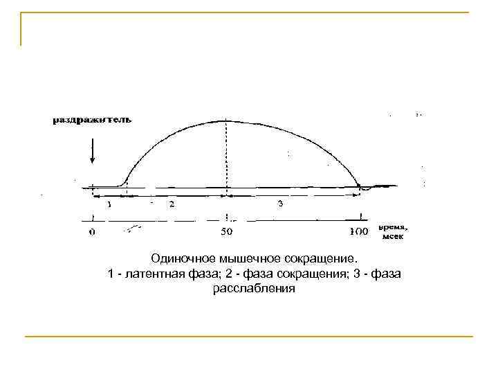 Одиночное мышечное сокращение. 1 латентная фаза; 2 фаза сокращения; 3 фаза расслабления 