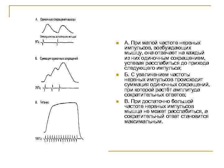n n n А. При малой частоте нервных импульсов, возбуждающих мышцу, она отвечает на