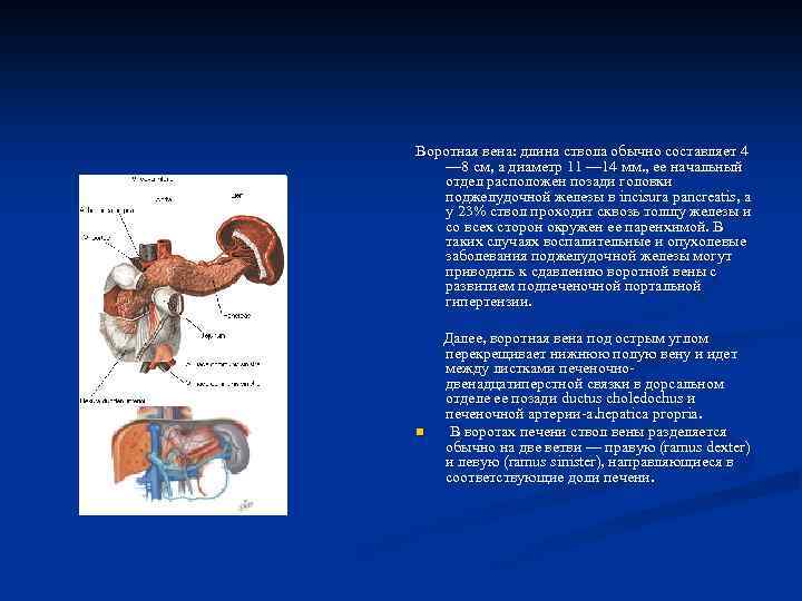 Воротная вена: длина ствола обычно составляет 4 — 8 см, а диаметр 11 —