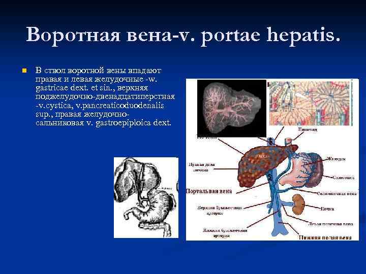 Воротная вена-v. portae hepatis. n В ствол воротной вены впадают правая и левая желудочные