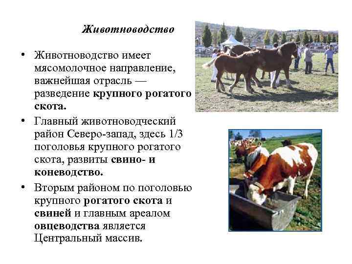 Направления скотоводства