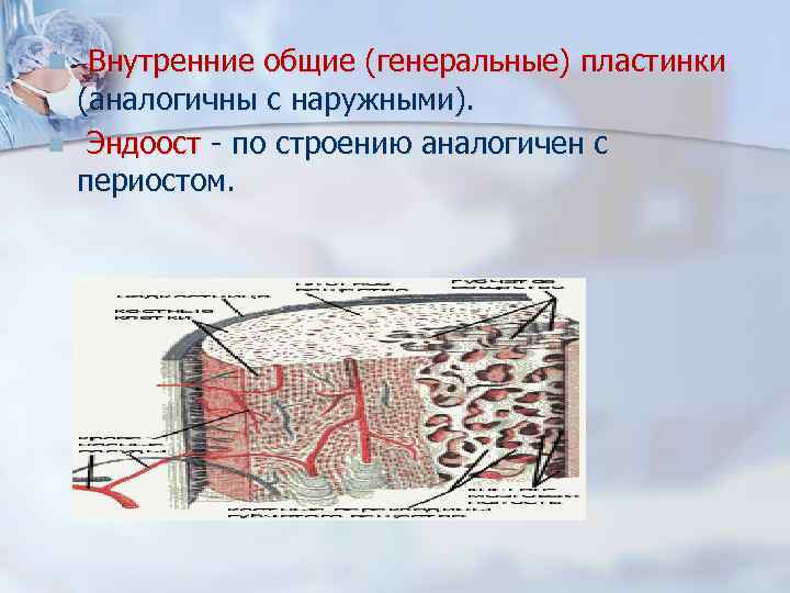 n Внутренние общие (генеральные) пластинки n (аналогичны с наружными). Эндоост - по строению аналогичен