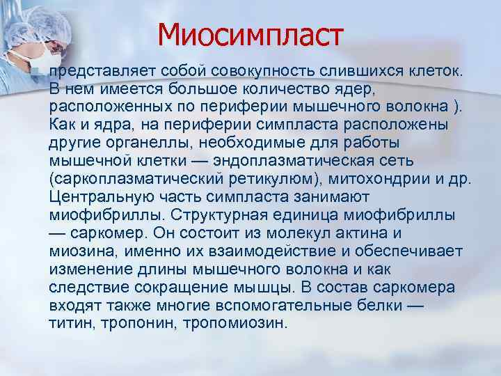 Миосимпласт n представляет собой совокупность слившихся клеток. В нем имеется большое количество ядер, расположенных