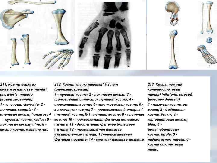 211. Кости верхней конечности, ossa membri superioris, правой (новорожденный). 1 - ключица, clavicula; 2
