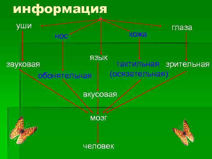 информация уши кожа нос язык звуковая обонятельная глаза тактильная зрительная (осязательная) вкусовая мозг человек