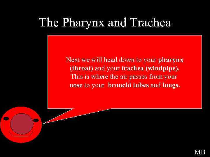The Pharynx and Trachea Next we will head down to your pharynx (throat) and