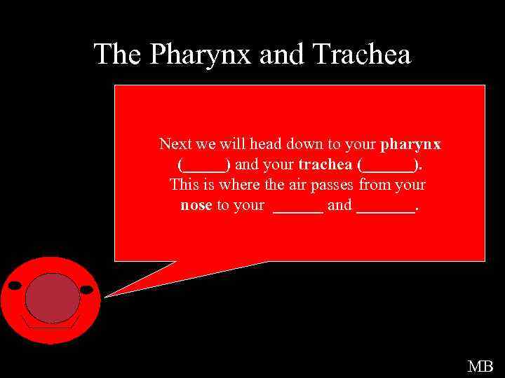The Pharynx and Trachea Next we will head down to your pharynx (_____) and