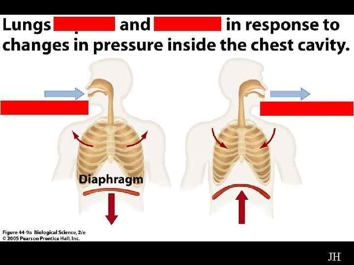 Diagram of Diaphragm JH 