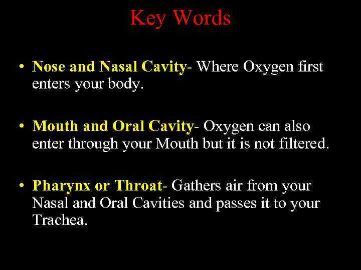 Key Words • Nose and Nasal Cavity- Where Oxygen first enters your body. •