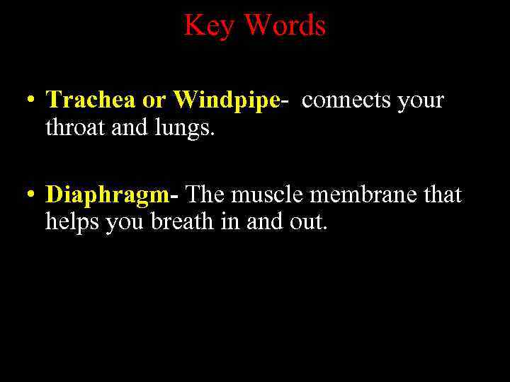 Key Words • Trachea or Windpipe- connects your throat and lungs. • Diaphragm- The