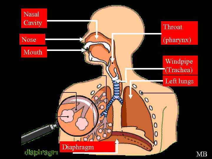 Nasal Cavity Respiratory Overview Picture Throat Nose (pharynx) Mouth Windpipe (Trachea) Left lungs Diaphragm