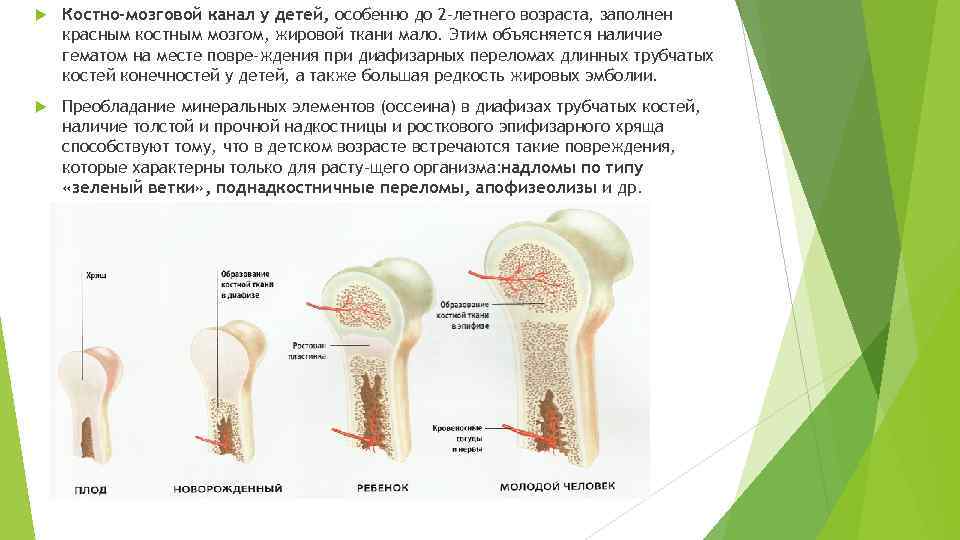  Костно-мозговой канал у детей, особенно до 2 -летнего возраста, заполнен красным костным мозгом,