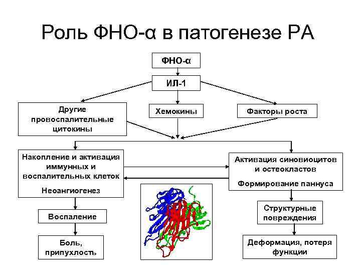 Роль ФНО-α в патогенезе РА ФНО-α ИЛ-1 Другие провоспалительные цитокины Накопление и активация иммунных