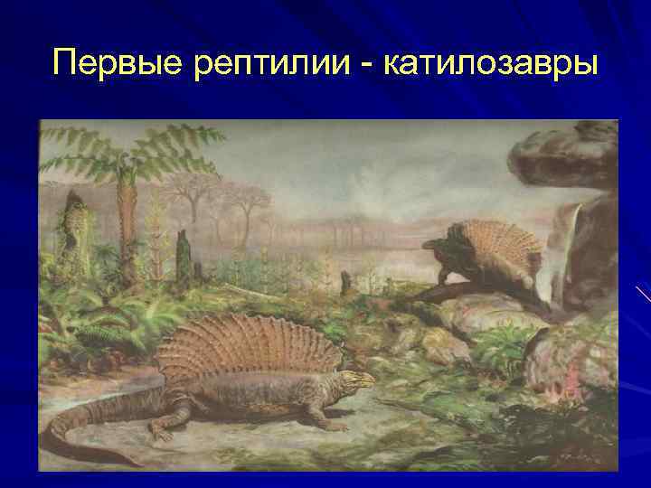 Первые рептилии - катилозавры 