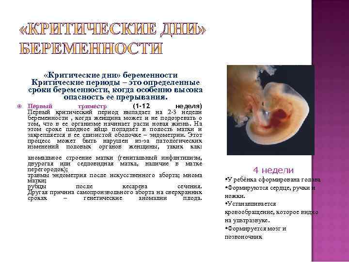  «Критические дни» беременности Критические периоды – это определенные сроки беременности, когда особенно высока