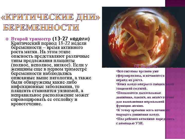  Второй триместр (13 -27 недели) Критический период 18 -22 недели беременности – время