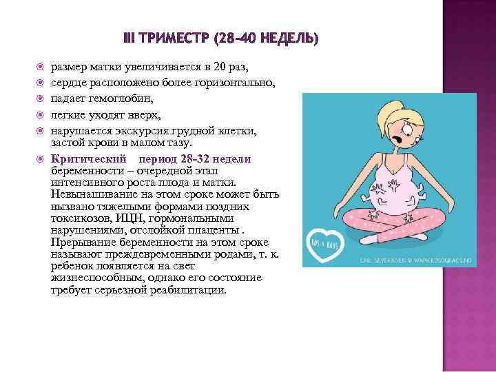 III ТРИМЕСТР (28 -40 НЕДЕЛЬ) размер матки увеличивается в 20 раз, сердце расположено более