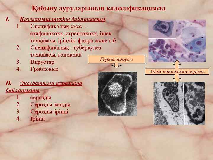 Қабыну ауруларының классификациясы I. Қоздырғыш түріне байланысты 1. Спецификалық емес – стафилококк, стрептококк, ішек