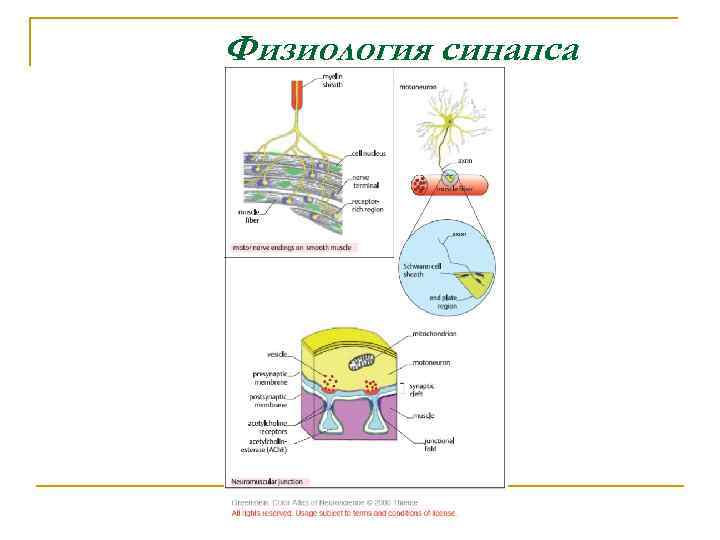 Физиология синапса 