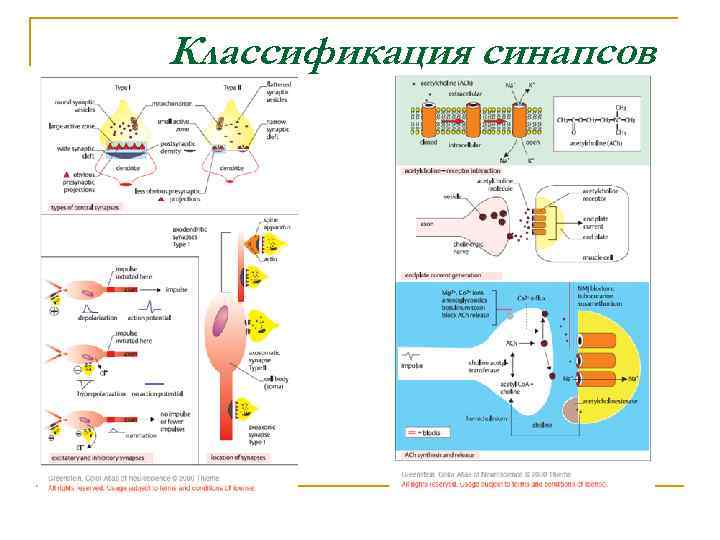 Классификация синапсов 