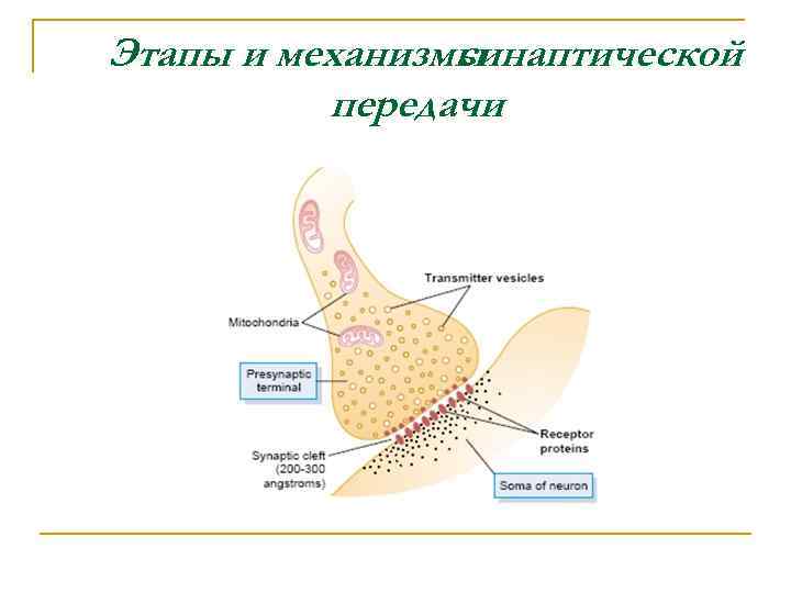 Этапы и механизмы синаптической передачи 