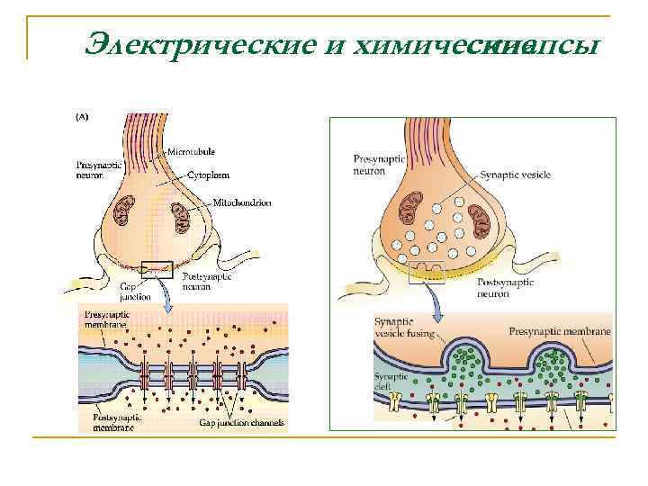 Электрические и химические синапсы 