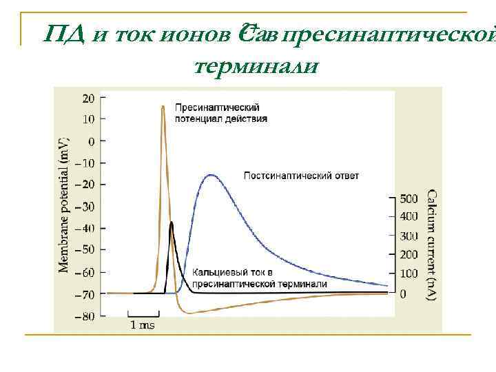 2+ ПД и ток ионов Сав пресинаптической терминали 