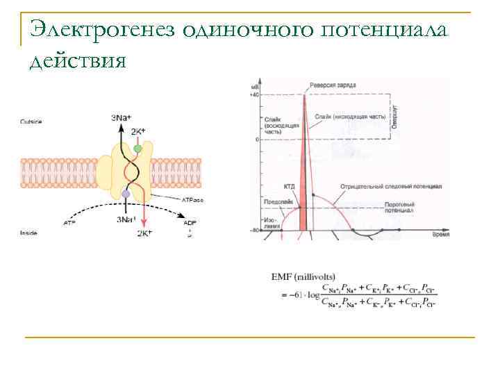 Электрогенез одиночного потенциала действия 