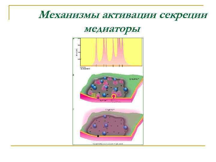 Механизмы активации секреции медиаторы 