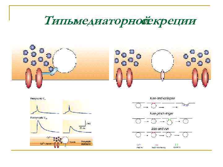 Типы медиаторной секреции 