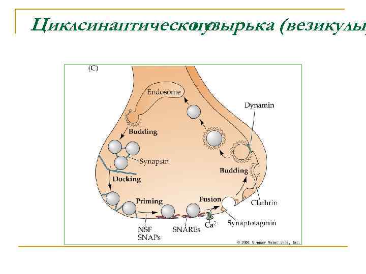 Циклсинаптического пузырька (везикулы) 